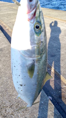 ハマチの釣果