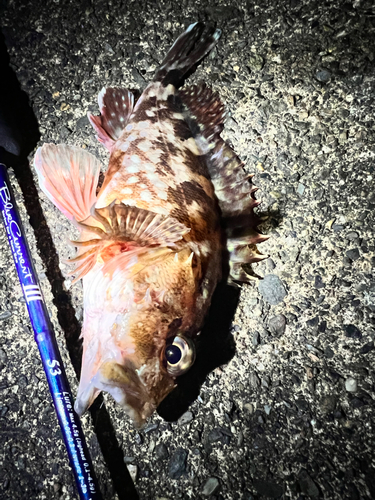 カサゴの釣果