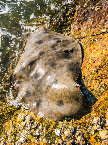 エイの釣果