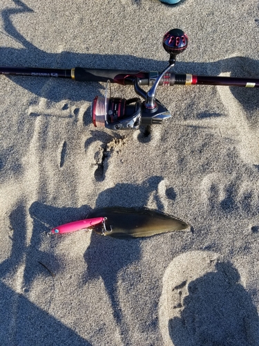 シタビラメの釣果