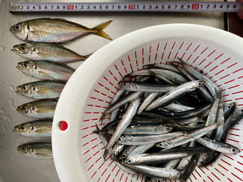 アジの釣果