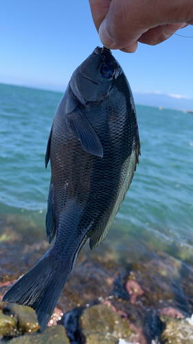 メジナの釣果