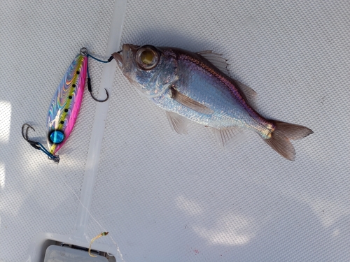 シロムツの釣果