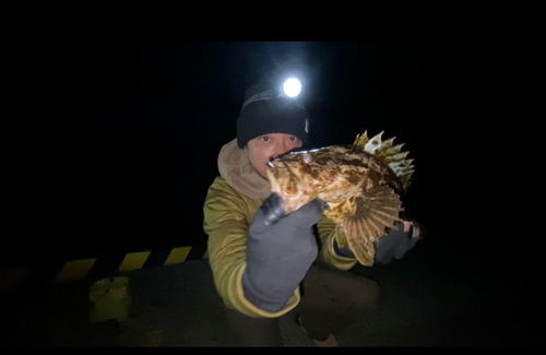 タケノコメバルの釣果