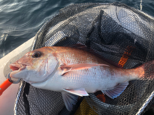 タイの釣果