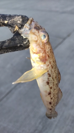 ハゼの釣果