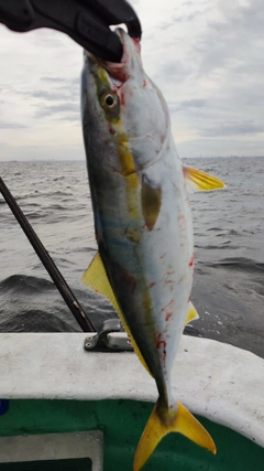 イナダの釣果