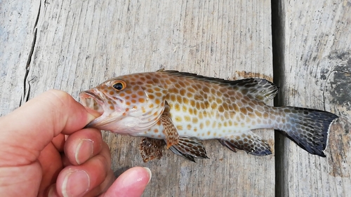 オオモンハタの釣果