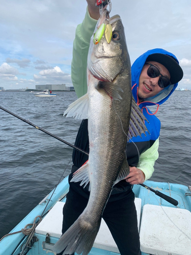 スズキの釣果