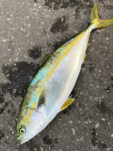 イナダの釣果