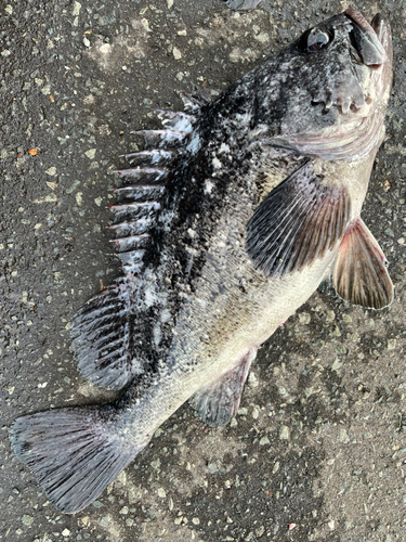 クロソイの釣果