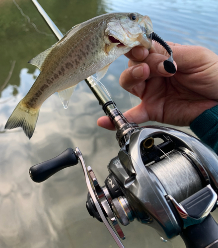 ラージマウスバスの釣果