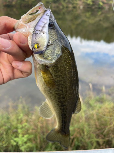 ラージマウスバスの釣果