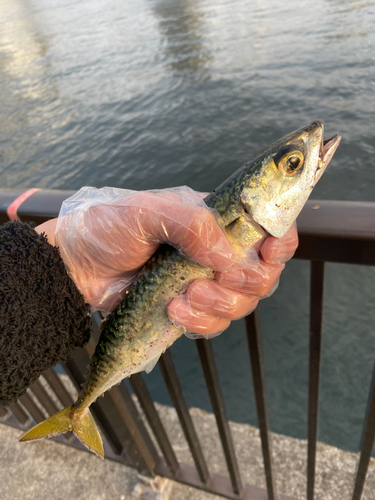 サバの釣果