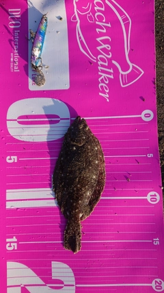 ヒラメの釣果