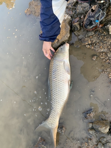 コイの釣果