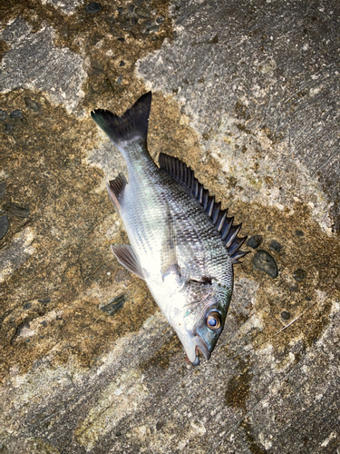 チヌの釣果