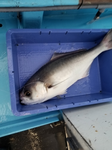 メダイの釣果