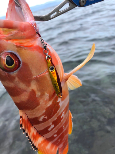 アカハタの釣果