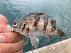 アカメバルの釣果