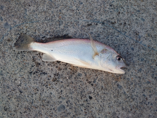 イシモチの釣果