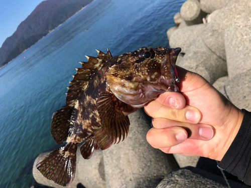 タケノコメバルの釣果