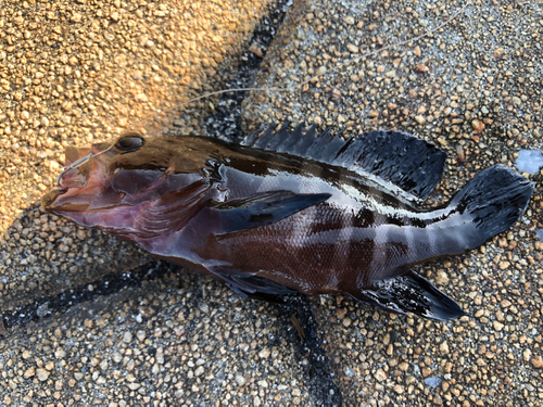 ヤミハタの釣果