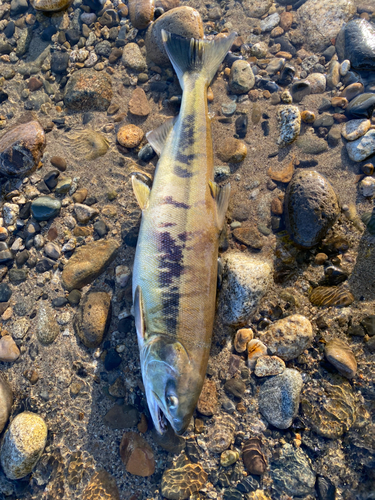 シロザケの釣果