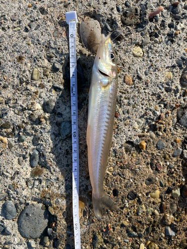 キスの釣果