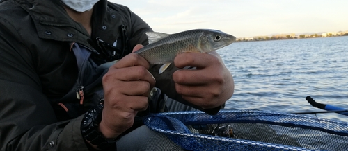 ウグイの釣果