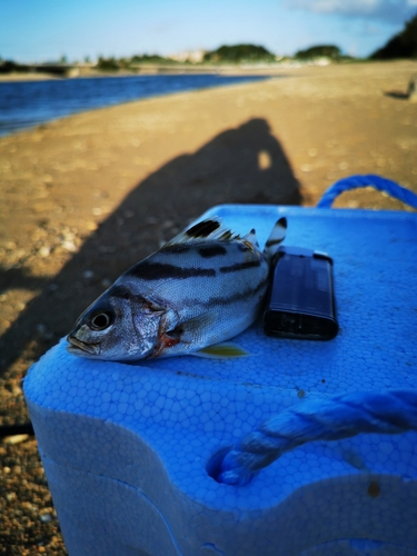 キスの釣果