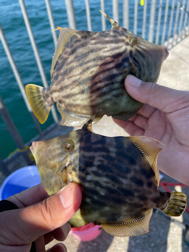 カワハギの釣果