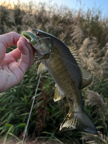 スモールマウスバスの釣果