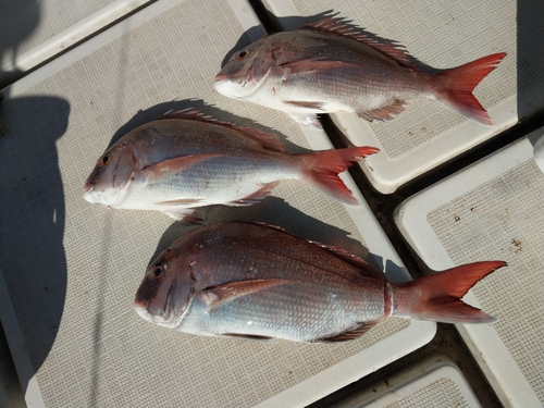 タイの釣果