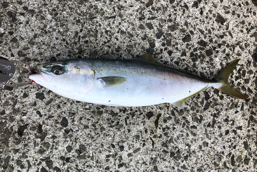 ハマチの釣果