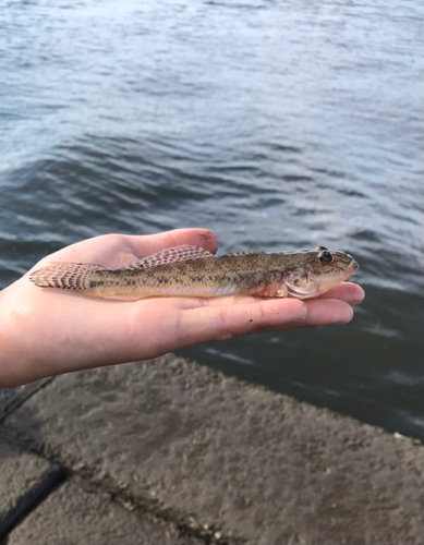 マハゼの釣果