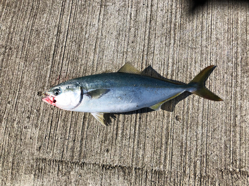 イナダの釣果