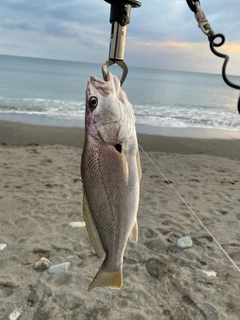 ニベの釣果