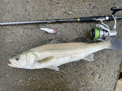 マルスズキの釣果