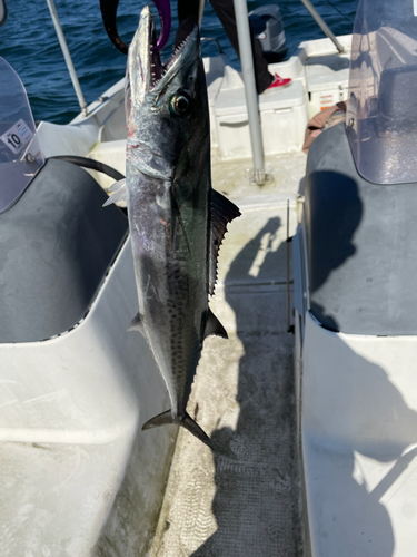 サゴシの釣果