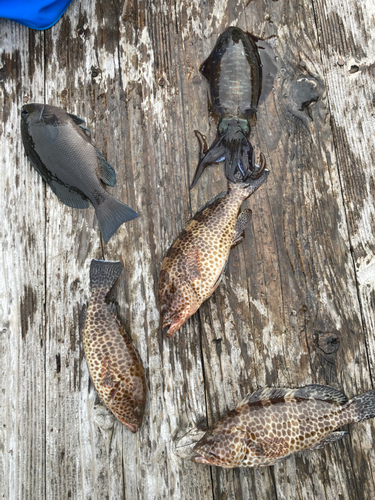 イカの釣果