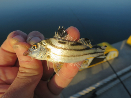 コトヒキの釣果