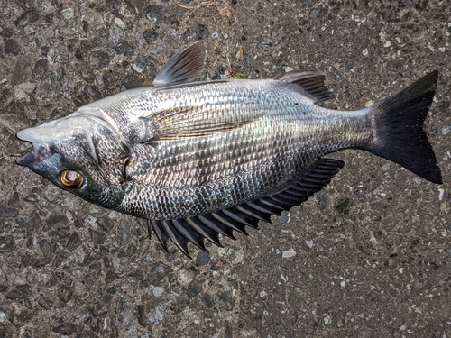 チヌの釣果