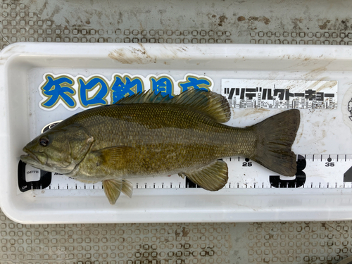 スモールマウスバスの釣果