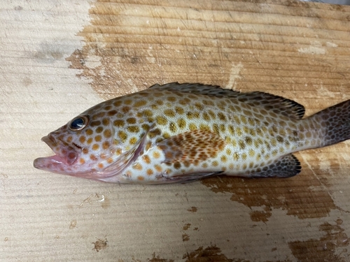 オオモンハタの釣果