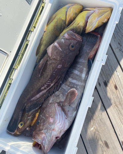 マハタの釣果