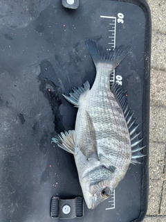 クロダイの釣果