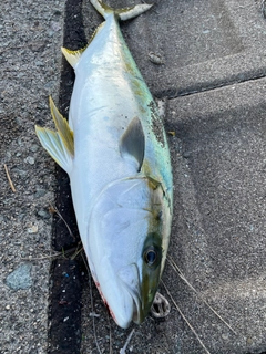 ヒラマサの釣果