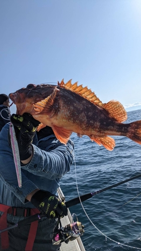 ウッカリカサゴの釣果