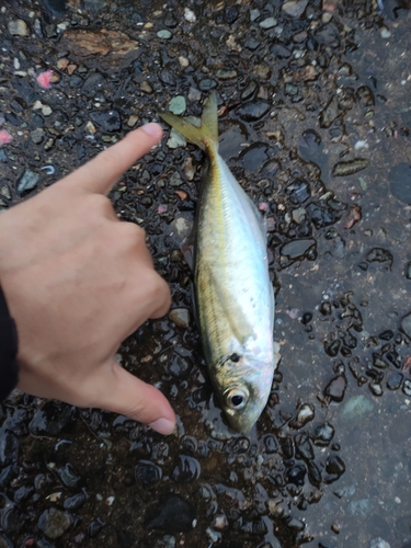 マアジの釣果